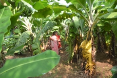 Banana-Cultivation-2
