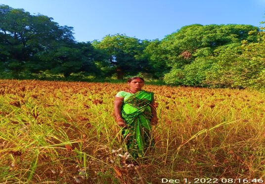 Cultivating Climate Resilience Finger Millet 2