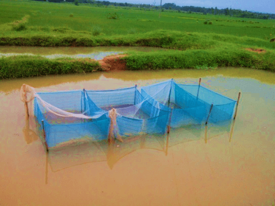 Pisciculture Fish Farming