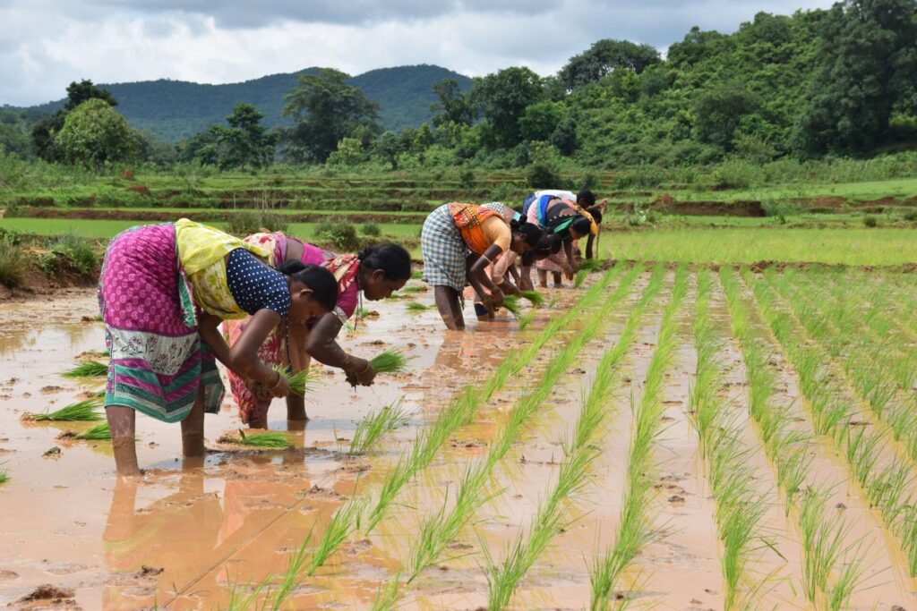 Paddy cultivation