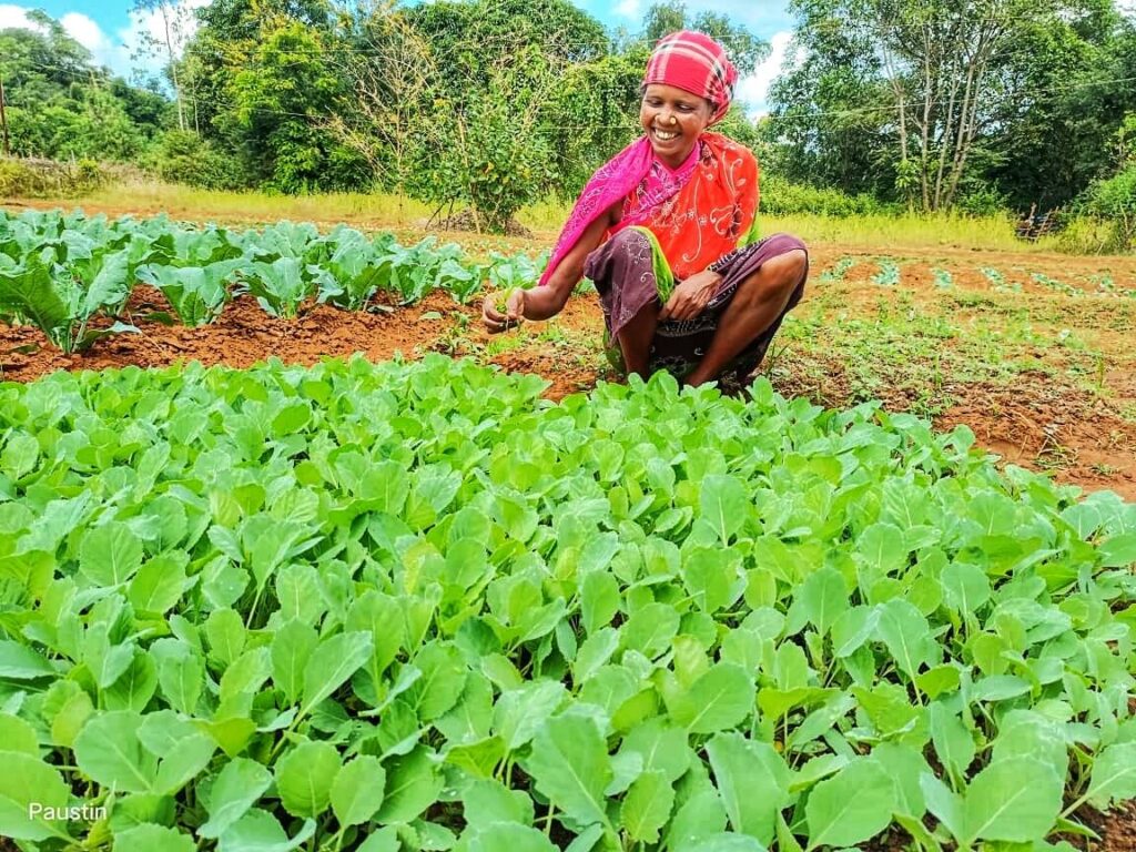 Vegetable as cash crop