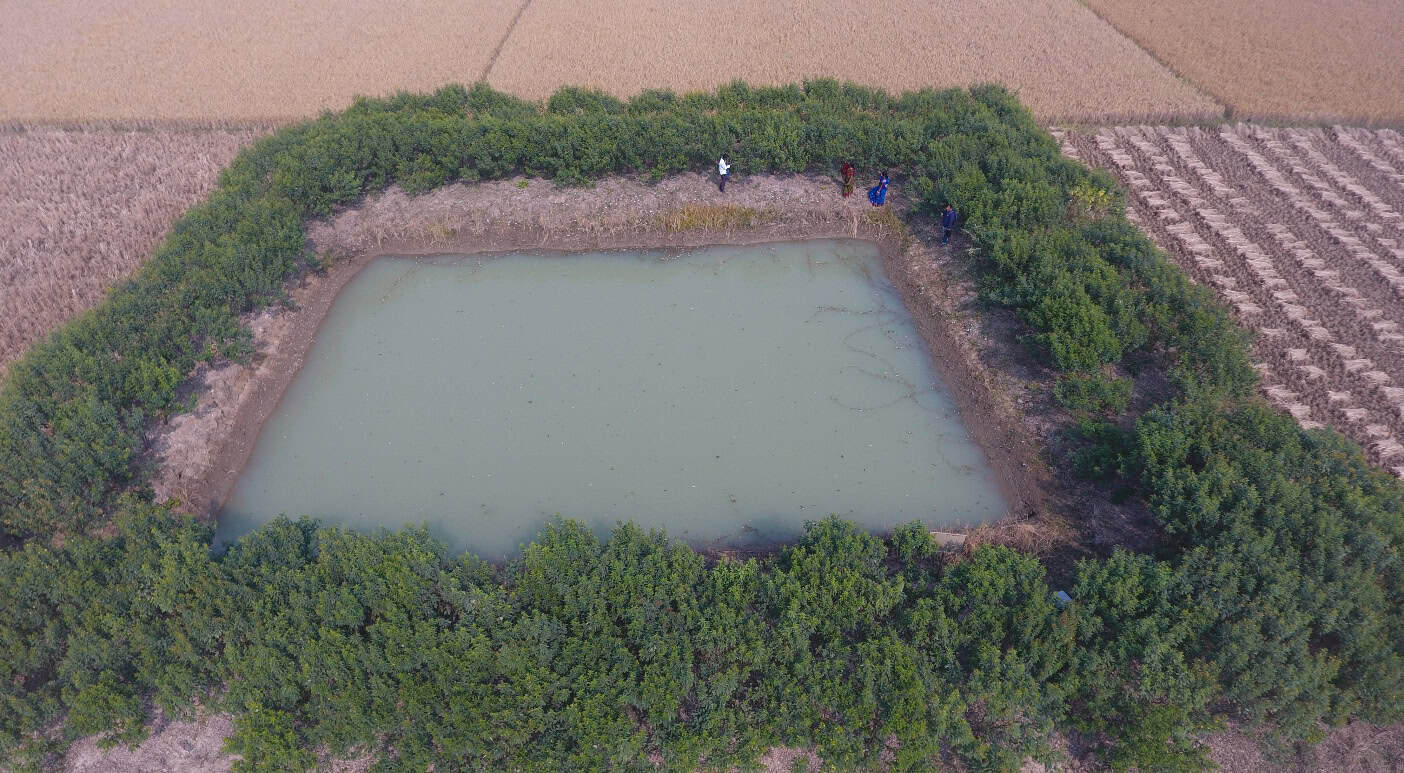 Aerial view of the pond